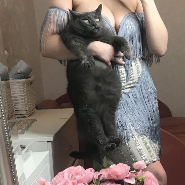 Прикольных котов пост