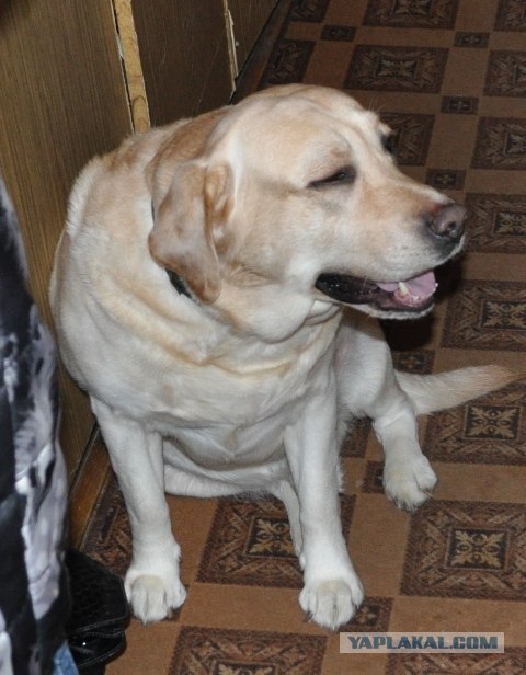 Собака — Улыбака :)
