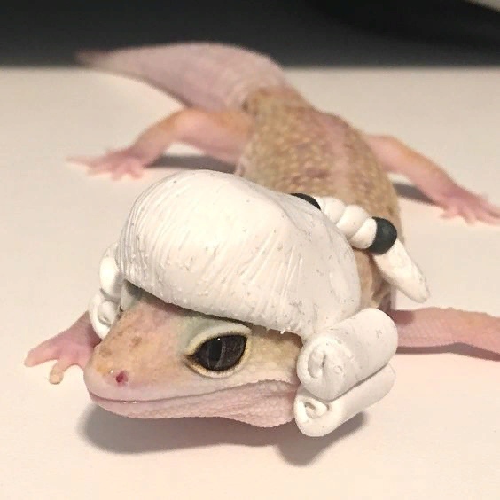 Живность из сети