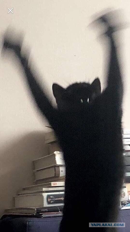 Кошиная жесть
