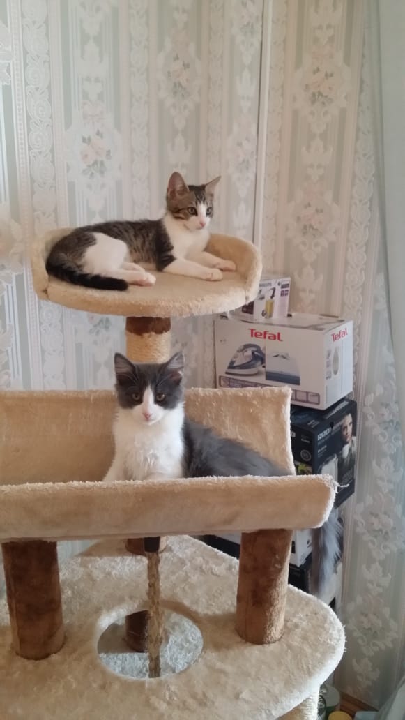 Забавные фото котеек