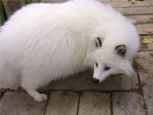 Живность из сети