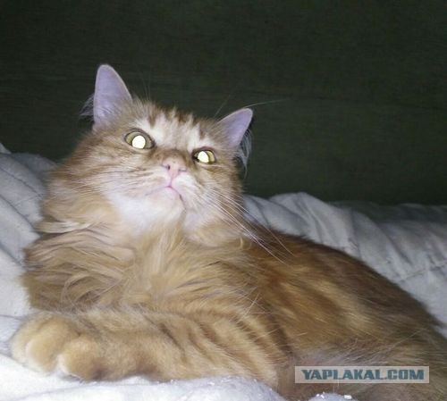 Отданные даром. К котовторнику