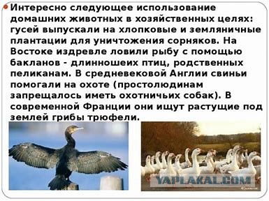 Ничего не напоминает?