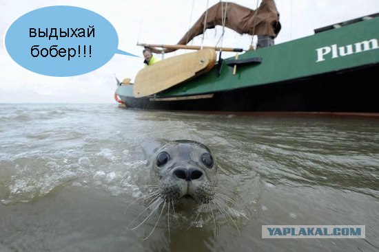 Фотожаба: Испуганый морской котик