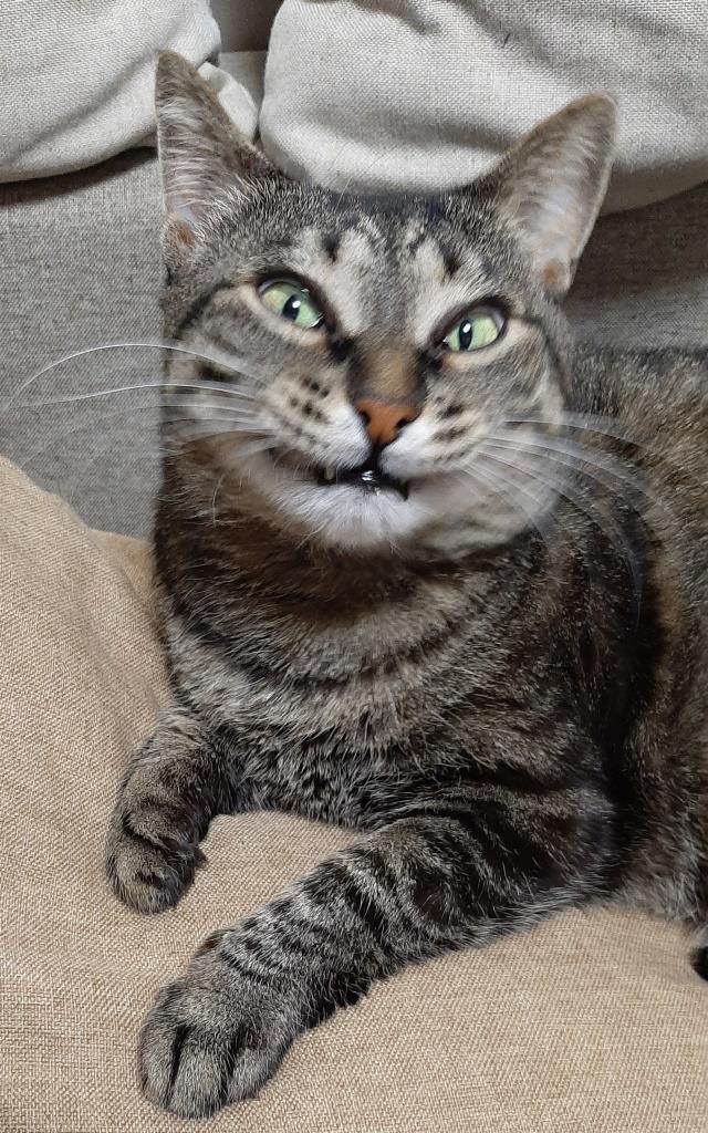 Котовторник