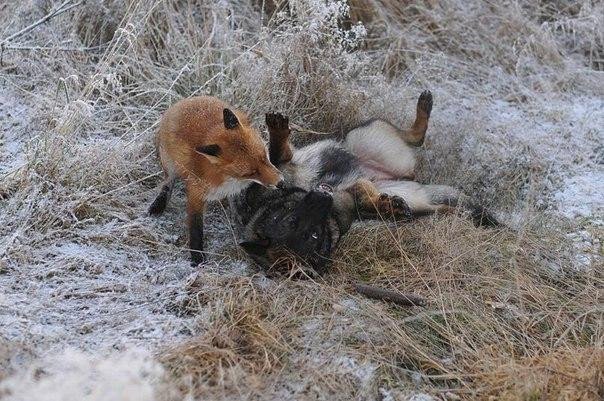 Эти забавные животные