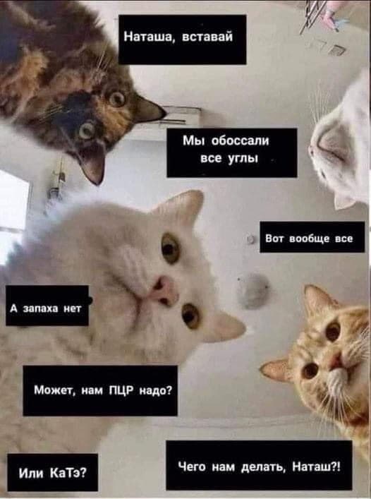 Наташа, вставай!