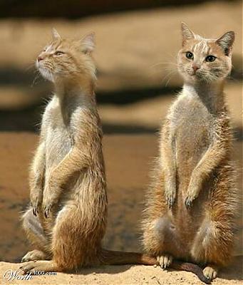 Котэ попрошайкэ