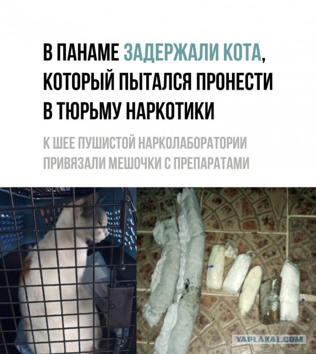 Так себе картинки 13.07.21
