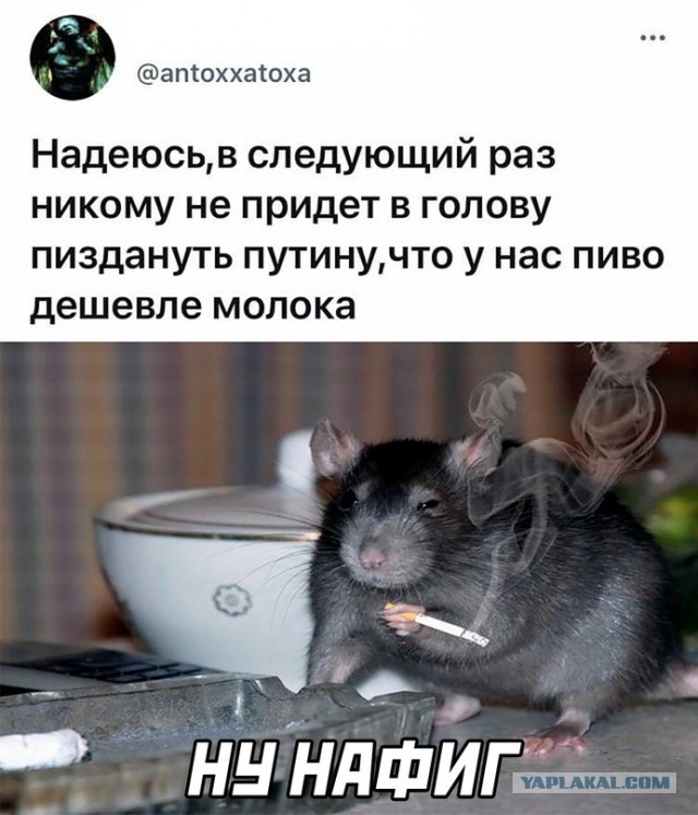 Весёлый полтишок 18.07