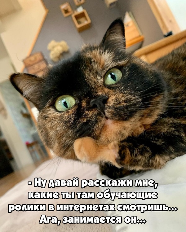 Мордатость