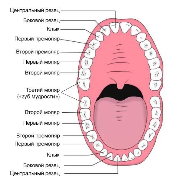 Начинаем собакочетверг!