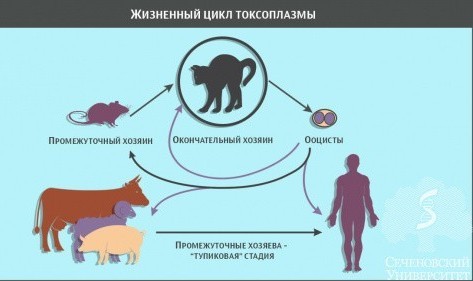 К котовторнику