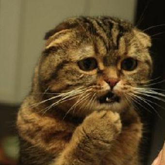 Спринг-роллы