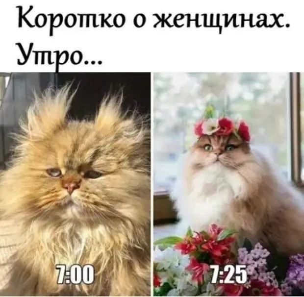 К котовторнику: подборка картинок-баянов с котиками и про котиков. Выпуск 9