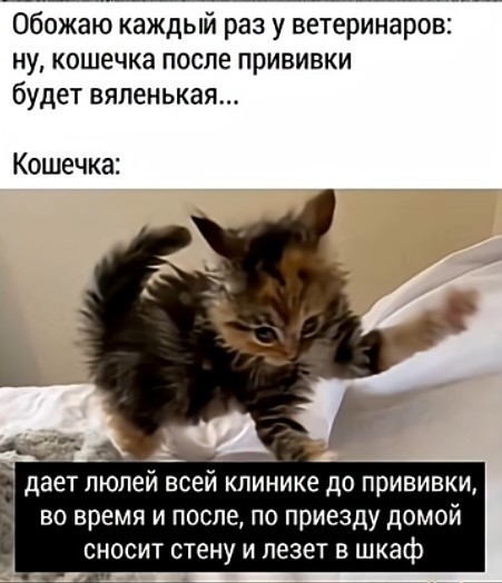 К котовторнику: подборка картинок-баянов с котиками и про котиков. Выпуск 37.