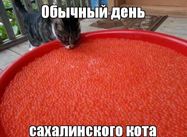 Обычный день..