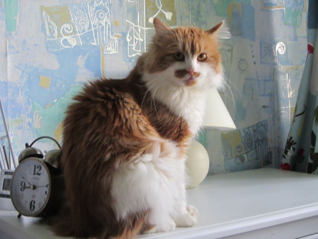Котовторник  10.12.2013