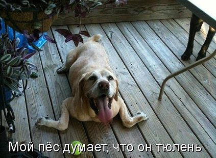 Позитивные картинки и комментарии.