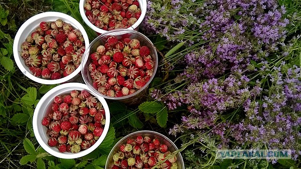 Лето в банках от FrauMartа)), Консервируем...