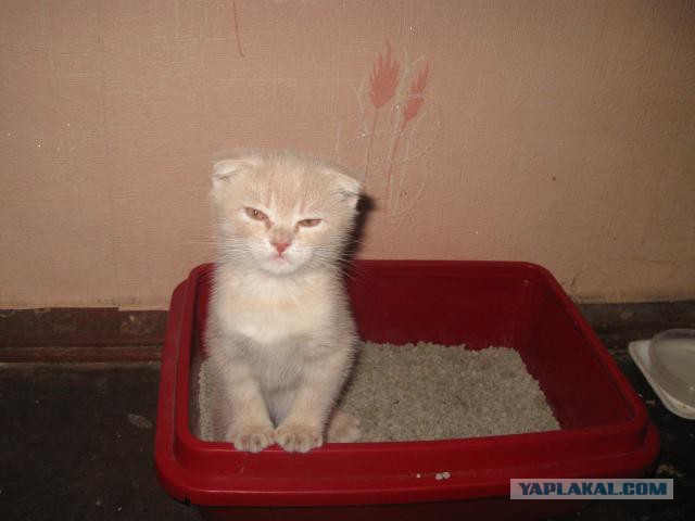 Котовторник 01.07.2014
