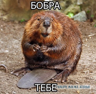 Когда вы плюсуeтe тему в платине