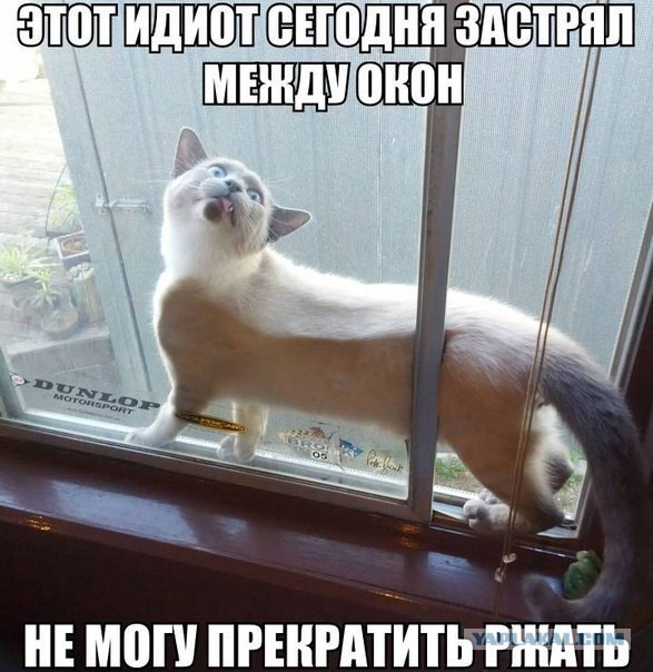 Весёлые картинки