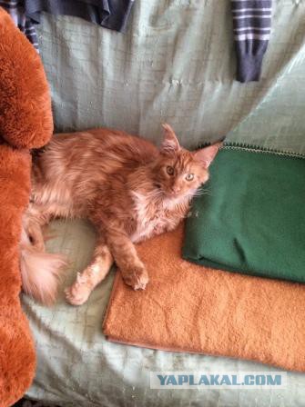Котовторник