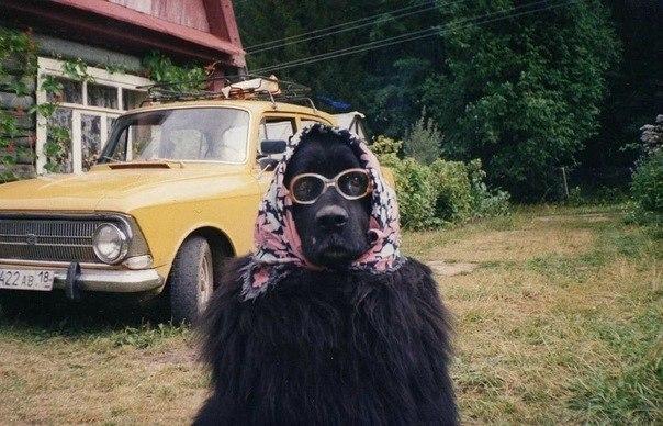 Мой хозяин идиот часть"N"