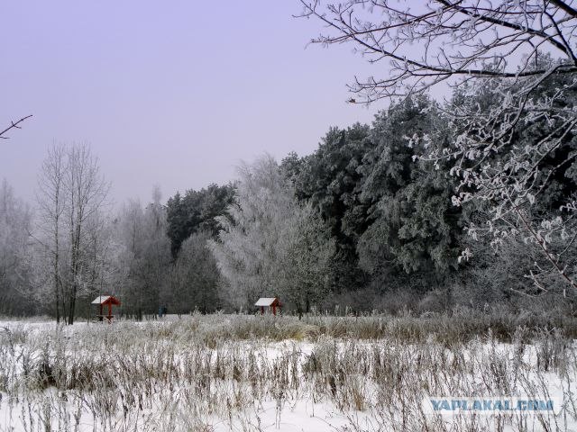 Лучшие любительские фото 2012