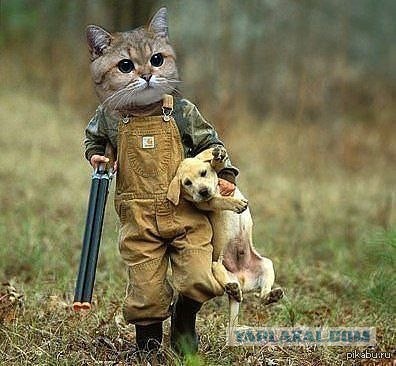 Охотничий кот