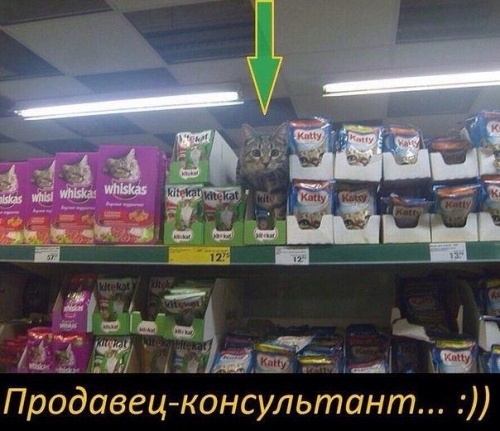 Котовторник
