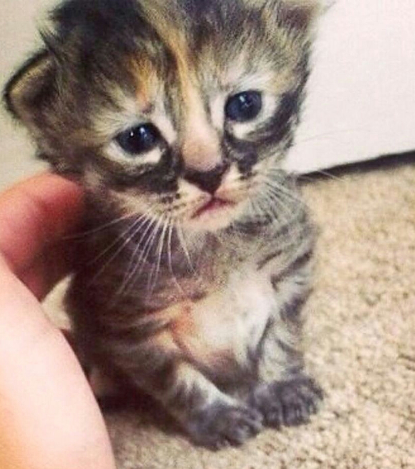 Плачущий котенок картинки