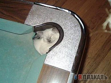 Кошки и Собаки - большая подборка