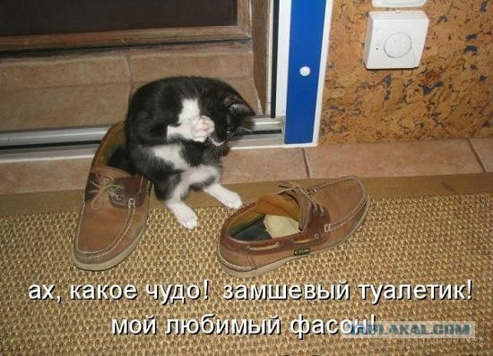 40 улыбательных картинок