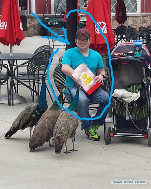 Как выглядят «голуби» в разных странах мира