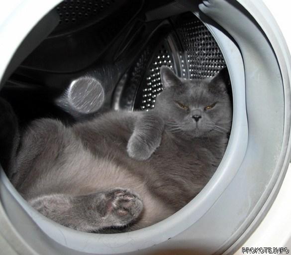 Демы к котовторнику!