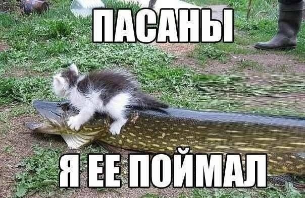 Мохнатые беспредельщики