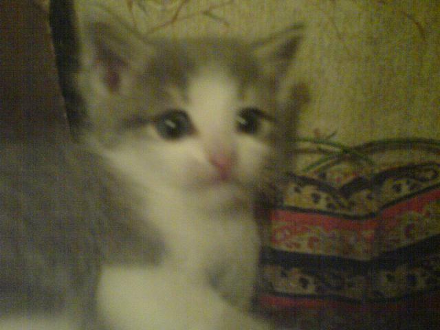 Котосреда!