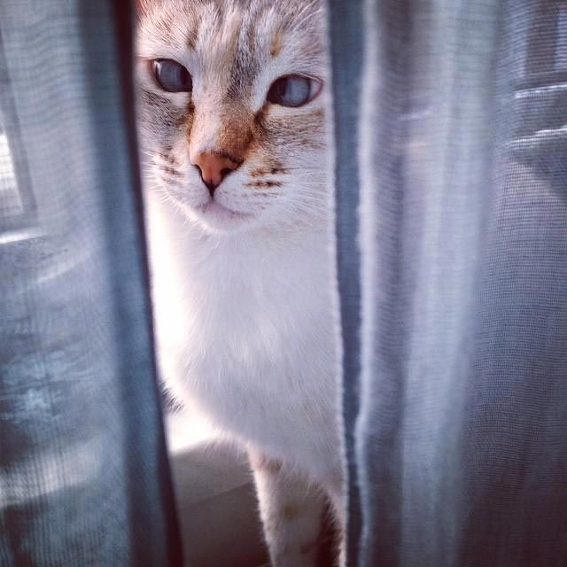 Косоглазые котики