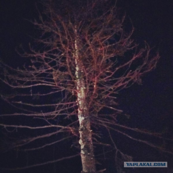 В Копейске установили Ель