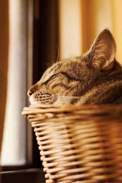 Коты из сети