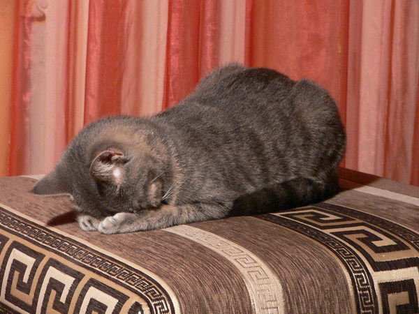 Коты из сети