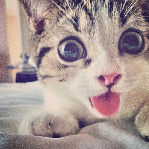 Коты и Кошки