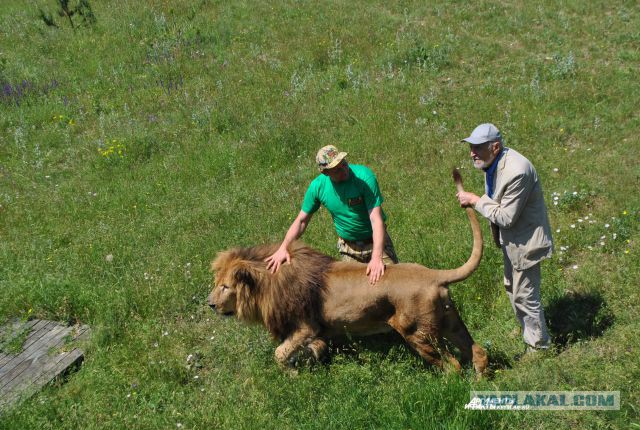 Н.Н.Дроздов в мире виртуальных животных