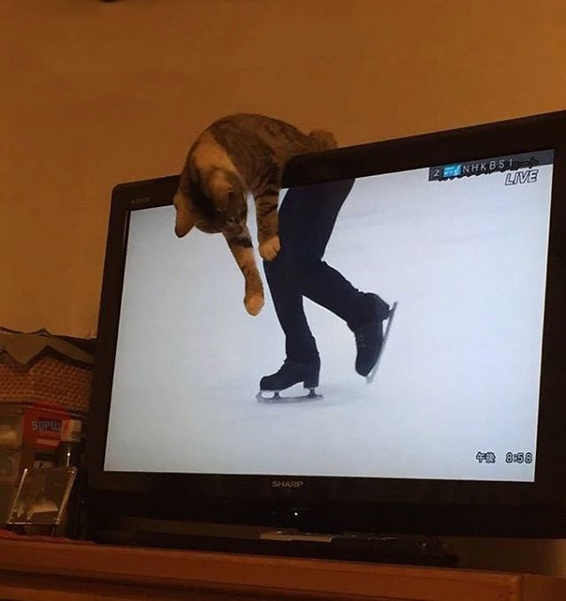 Коты и Кошки