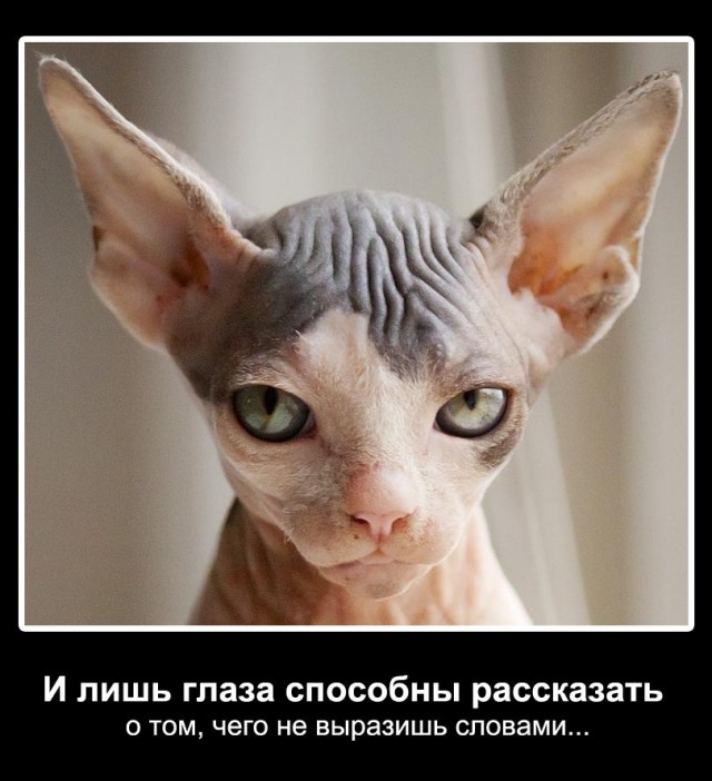 Осеннему котовторнику быть!