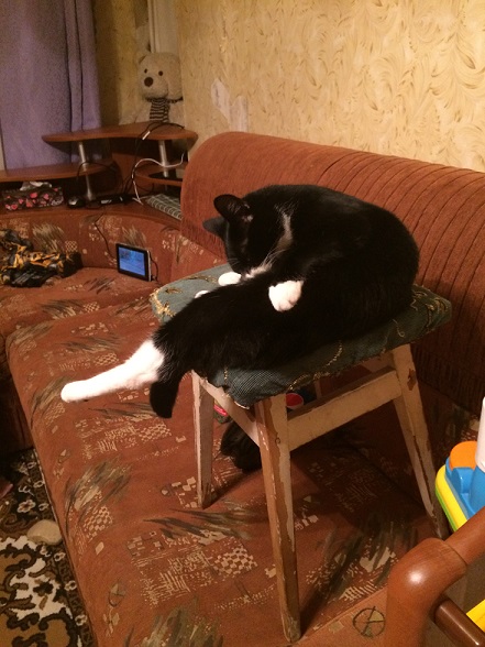 Котовторник 03.10.17.