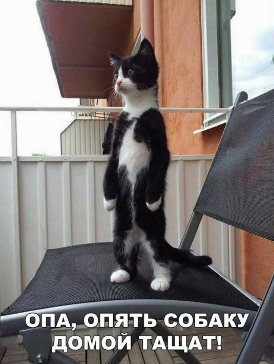 Фотобомбы котов
